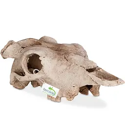 Декорація череп буйвола Terrario Buffalo Skull 21x12x8см (22128) - мініатюра 5