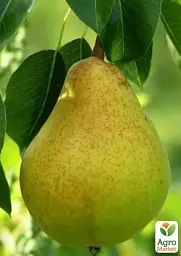 Саджанець Agro-Market Груша Віра (зимовий сорт, пізній термін дозрівання) 1 шт. в упаковці (177318) - мініатюра 2