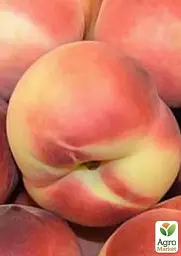 Саджанець Agro-Market Нектарин Фентезі (лисий персик, осінній сорт, пізній термін дозрівання) 1 шт. в упаковці (21367) - мініатюра 2