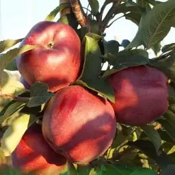 Саджанець Agro-Market Яблуня червона Голубка (Dove) (преміальний великоплідний сорт, пізній термін дозрівання) 1 шт. в упаковці (49959) - мініатюра 2