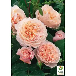 Саджанець Agro-Market Троянда англійська William Morris (клас АА +) вищий сорт (37135) 1 шт. - мініатюра 2