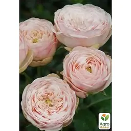 Троянда штамбова Agro-Market Менсвілд Парк Mansfield Park саджанець класу АА+ 1 шт. в упаковці (182857) - мініатюра 2