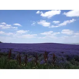 Чай трав'яний Sonnentor Lavender Flowers органічний 70 г - мініатюра 5