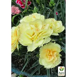 Саджанець Agro-Market Гвоздика Махрова Sunflor Citroen (контейнер № 10 висота 10 см) (51070) 1 шт. в упаковці - мініатюра 2