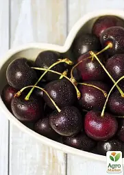 Саджанець Agro-Market Вишня Відродження (літній сорт, ранній термін дозрівання) 1 шт. в упаковці (35902) - мініатюра 4