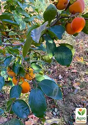 Саджанець Agro-Market Хурма Тейлор на віргінській морозостійкій підщепі 1 шт. в упаковці (101985) - мініатюра 2