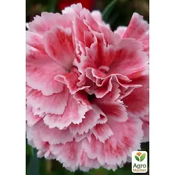 Саджанець Agro-Market Гвоздика Махрова Super Trouper Elise (контейнер № 10 висота 10 см) (51088) 1 шт. в упаковці - мініатюра 2