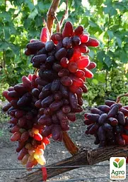 Саджанець Agro-Market Виноград Казанова (найранніший, солодкий, вага грона до 2000 г) 1 шт. в пакуванні (61660) - мініатюра 2