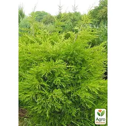 Саджанець Agro-Market Ялівець китайський 3-х річний Kuriwao Gold S3, висота 30-40 см (62787) - мініатюра 4