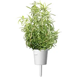 Змінний картридж Click & Grow Smart Garden Розмарин, 3 капсули (8936)