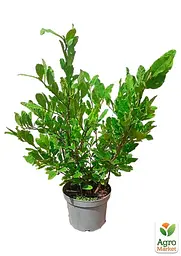Саджанець Agro-Market Магнолія 4-х річна Stellata (висота 60-80см) (181442) - мініатюра 2