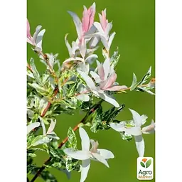 Саджанець Agro-Market Верба на штамбі Hakuro-nishiki (висота 1.2-1.8 м) (62459) - мініатюра 5