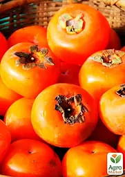 Саджанець Agro-Market Хурма Українка на віргінській морозостійкій підщепі 1 шт. в упаковці (50082) - мініатюра 5