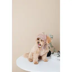Шапка для собак Pet Fashion Valley ХS бежева - мініатюра 4