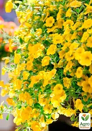 Саджанець Agro-Market Калібрахоа Calipetite Yellow 1 шт. в упаковці (178518) - мініатюра 2