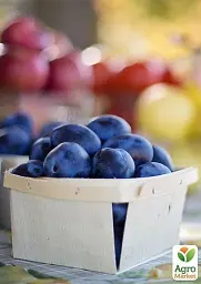 Саджанець Agro-Market Слива Чачакська рання (літній сорт, ранній термін дозрівання) 1 шт. в упаковці (15796) - мініатюра 3