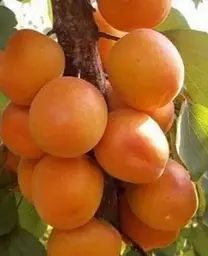 Саджанець Agro-Market Абрикос Олімп (літній сорт, ранній термін дозрівання) (35989) 1 шт. в упаковці - мініатюра 2