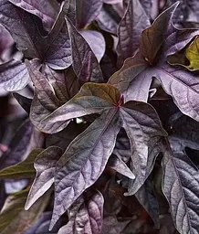 Саджанець Agro-Market Іпомея ампельна Батат Sweet Caroline Purple (52186) 1 шт. в упаковці - мініатюра 2