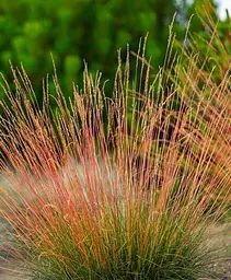 Саджанець Agro-Market Костриця Готьє червонолиста Sunrise (Festuca Sunrise) (99367) 1 шт. в упаковці - мініатюра 2