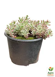 Очиток "Tricolor" (Sedum spurium) (185601) 1 саженец - мініатюра 2