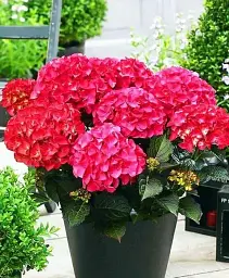 Гортензія Agro-Market Red Angel крупнолиста 1 саджанець в упаковці (45338) - мініатюра 4