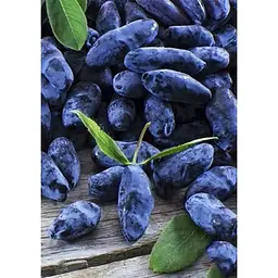 Саджанець Agro-Market Жимолость Вітамінна (ранній термін дозрівання, має високу стійкість до захворювань) 1 шт. в упаковці (19928) - мініатюра 5