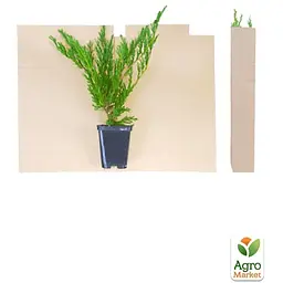 Саджанець Agro-Market Ялівець скельний Skyrocket (контейнер Р9, висота 25-30 см) (24973) - мініатюра 2