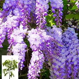 Гліцинія 4-річна китайська "Созерн Бел" (Wisteria chinensis Southern Belle) С2 висота саджанця 60-100см (57025) 1 саженец - мініатюра 4