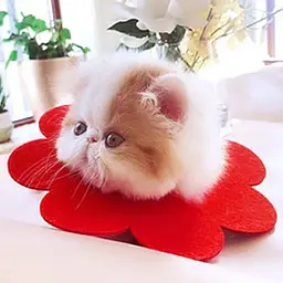 Захисний комір для котів Derby Sunflower Red, XS