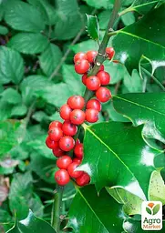 Саджанець Agro-Market Падуб гостролистий (Ilex aquifolium) вазон Р9 (178885) - мініатюра 4