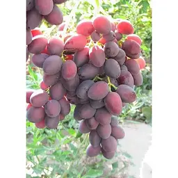 Саджанець Agro-Market Виноград Дунав 1 шт. в упаковці (43890) - мініатюра 3