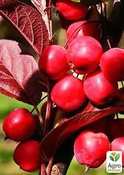 Саджанець Agro-Market Яблуня Недзвецького (райське яблучко) (осінній сорт, середній термін дозрівання) 1 шт. в упаковці (40026) - мініатюра 2