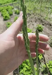 Саджанець Agro-Market Спаржа делікатесна Аржентельская рання Корневище 1 шт. в упаковці (48890) - мініатюра 2