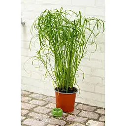 Дріт садовий Kinzo Garden 50 м - мініатюра 3