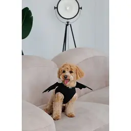 Аксесуар для собак Pet Fashion Web XS-XXS  - мініатюра 6