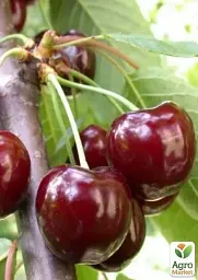 Саджанець Agro-Market Черешня Валерій Чкалов (літній сорт, ранній термін дозрівання) 1 шт. в упаковці (15778) - мініатюра 2