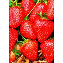 Саджанець Agro-Market Полуниця Вікторія 5шт (ремонтантний сорт) (37303) - мініатюра 3