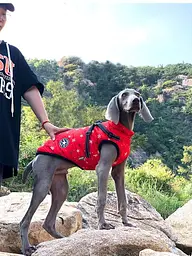 Різдвяна зимова куртка для собак V.PET.B.R Snowflakes 3XL - мініатюра 7