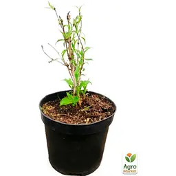 Саджанець Agro-Market Вейгела 2-х річна Splendid С3 висота 20-40 см (152339) 1 шт. в упаковці - мініатюра 3