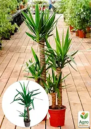 Саджанець Agro-Market Юка на штамбі Yucca Treculeana 2-х ярусна кімнатна 80-100 см 1 шт. в упаковці (182696) - мініатюра 2