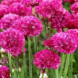 Армерія малинова "Bees Ruby" (вазон С1,5) (189448) 1 саженец