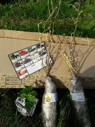 Саджанець Agro-Market Фундук Барселонський (перехресне запилення, садити по 2 шт.) 1 шт. в упаковці (44829) - мініатюра 7
