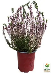 Саджанець Agro-Market Верес звичайний Amethyst (53464) - мініатюра 2
