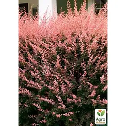 Саджанець Agro-Market Барбарис Тунберга 3-х річний Rose Glow С2 висота саджанця від 25 см (145603) 1 шт. в упаковці - мініатюра 2