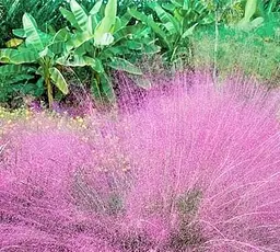 Саджанець Agro-Market Мюленбергія Muhlenbergia capillaris вазон Р9 (181488) 1 шт. в упаковці - мініатюра 2