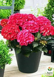 Саджанець Agro-Market Гортензія крупнолиста Red Angel (45338) - мініатюра 5