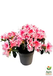 Саджанець Agro-Market Рододендрон кімнатний Rose (50776) - мініатюра 2
