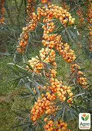 Саджанець Agro-Market Обліпиха 2-річна Hergo вкорінена в контейнері (жіночий сорт) 1 шт. в пакуванні (183346) - мініатюра 2
