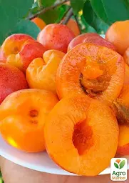 Саджанець Agro-Market Абрикос Джумбо Тардив (літній сорт, середній термін дозрівання) 1 шт. в упаковці (39866) - мініатюра 2
