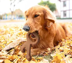 Іграшка для жування для собак Derby Double Bone Tug Toy - мініатюра 6